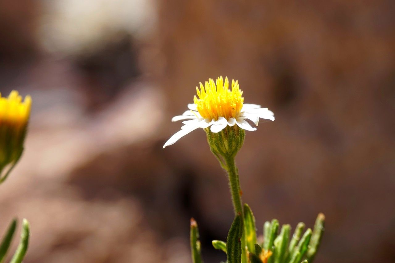 Diplostephium meyenii — houseplant care guide