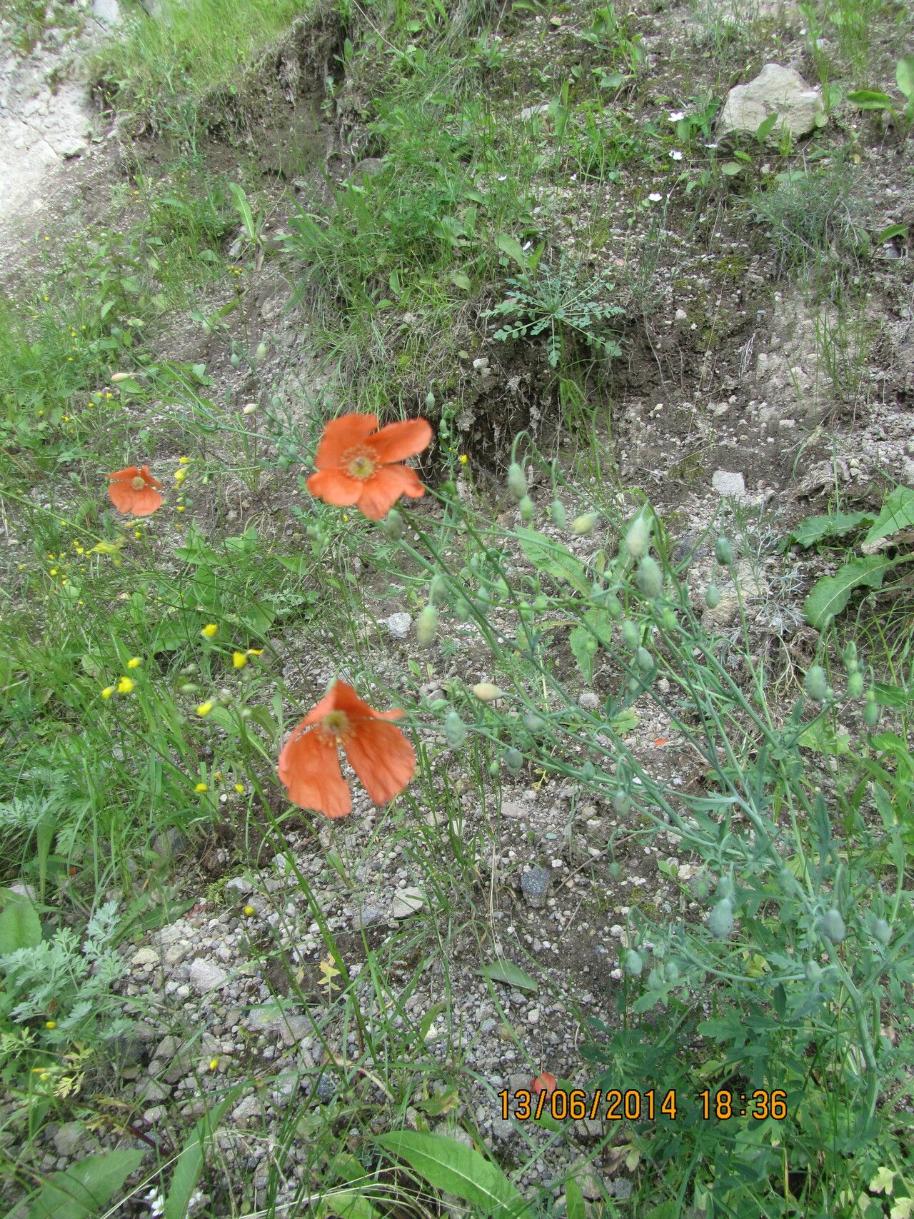 Papaver oreophilum — search result for 'Papaver'