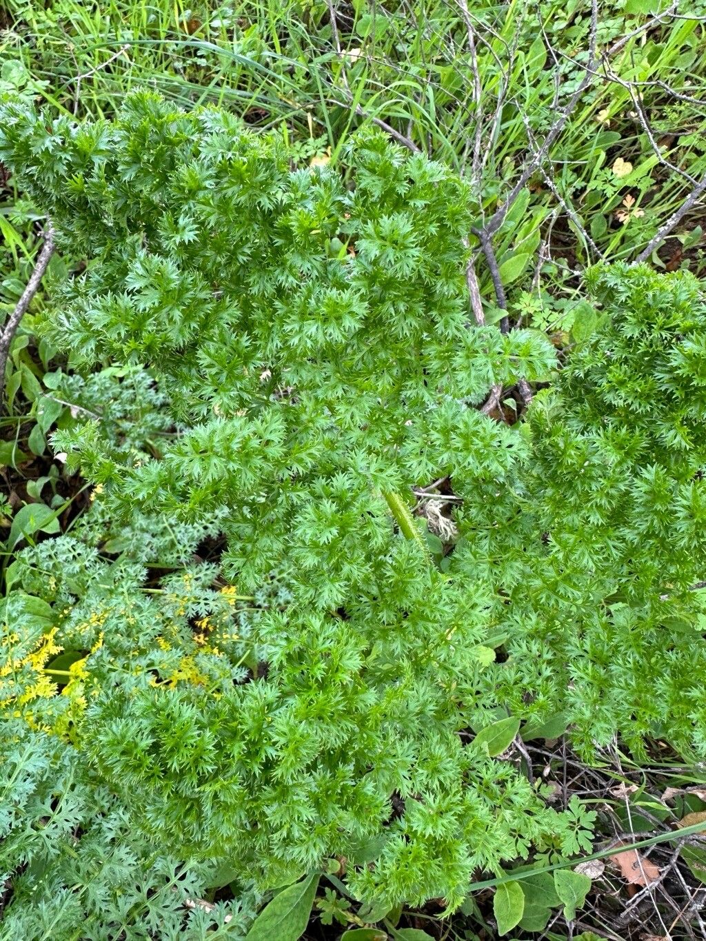 Thapsia foetida leaf