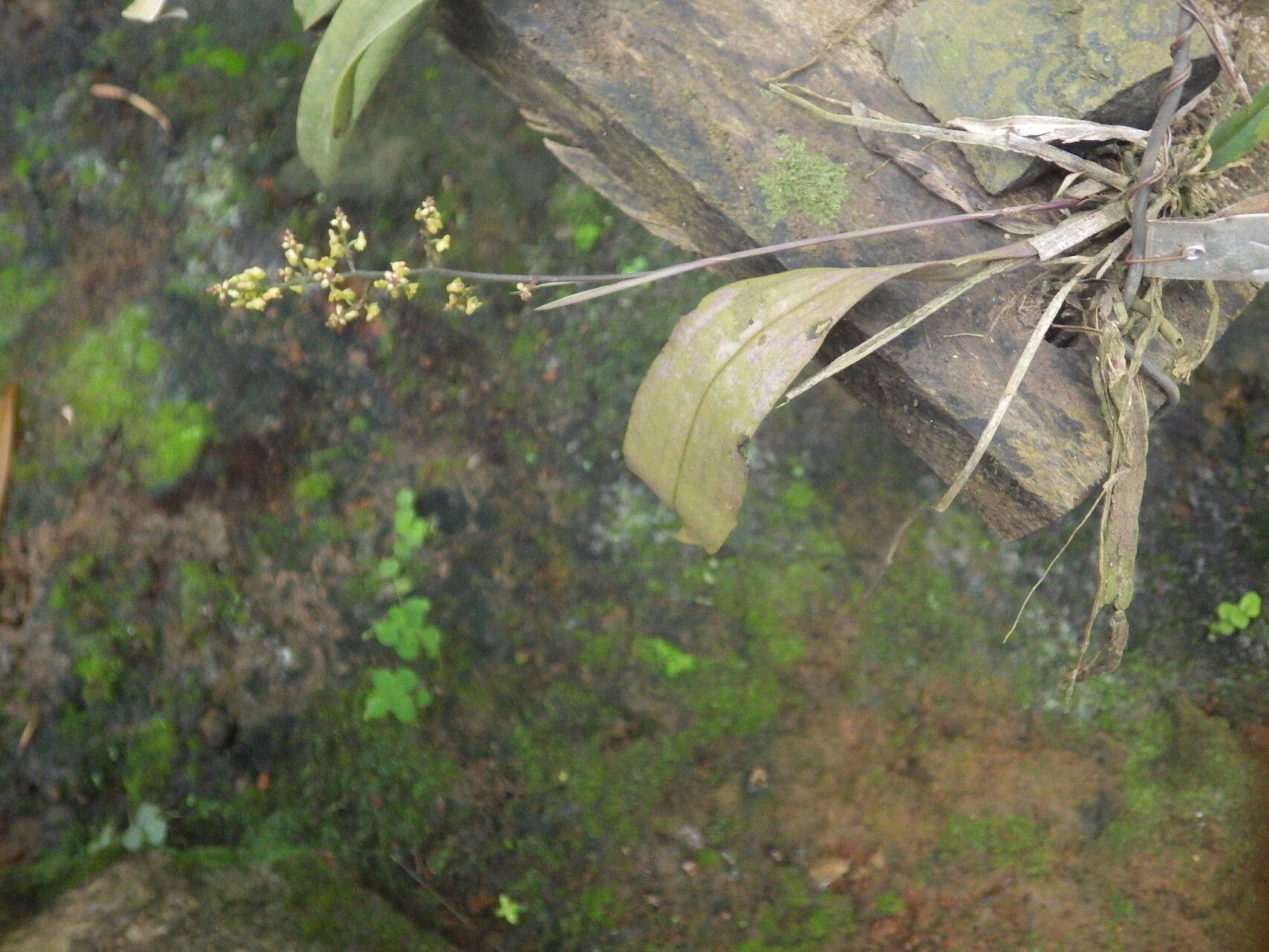 Polystachya ramulosa habit