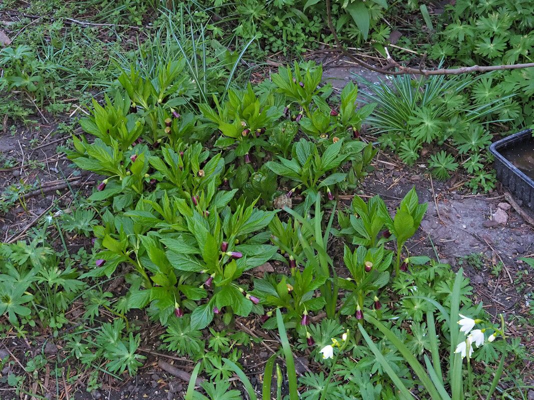 Scopolia carniolica habit
