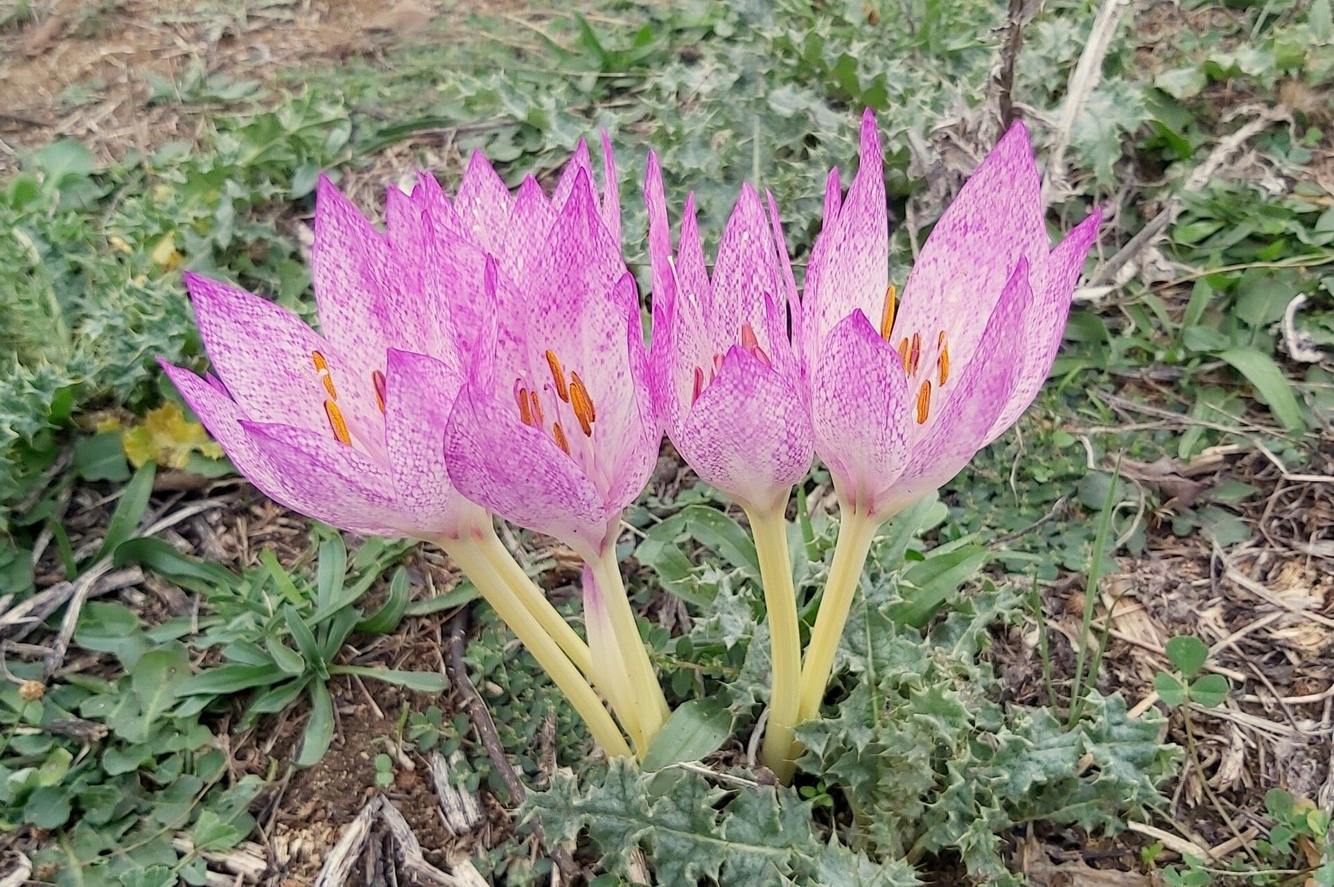 Colchicum bivonae