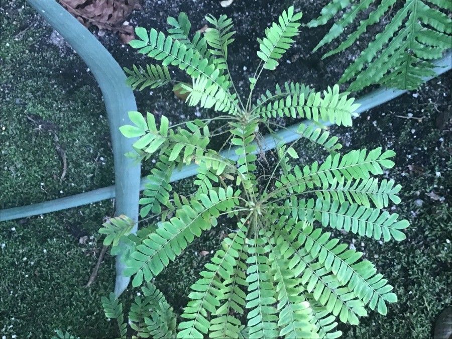 Biophytum sensitivum — search result for 'Oxalidaceae'