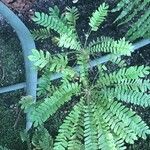 Biophytum sensitivum