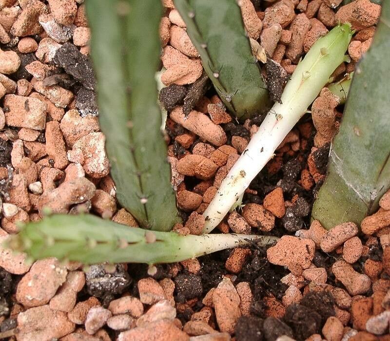 Euphorbia taruensis — houseplant care guide