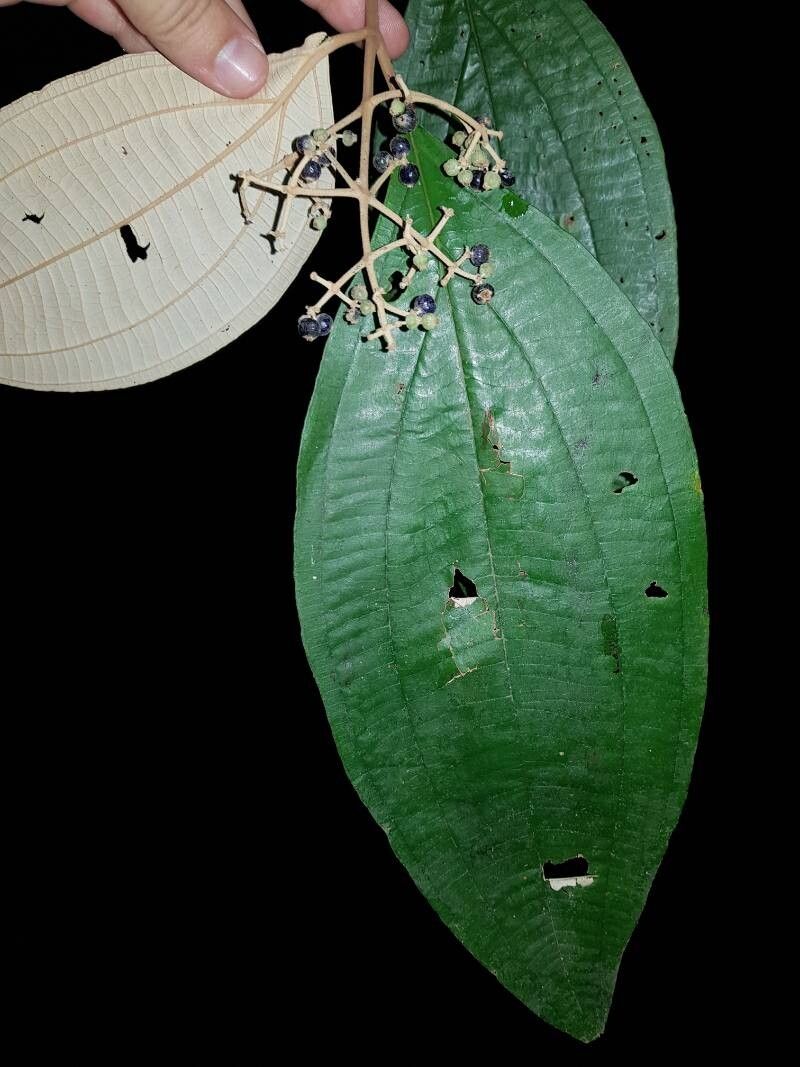 Miconia dissitinervia — houseplant care guide