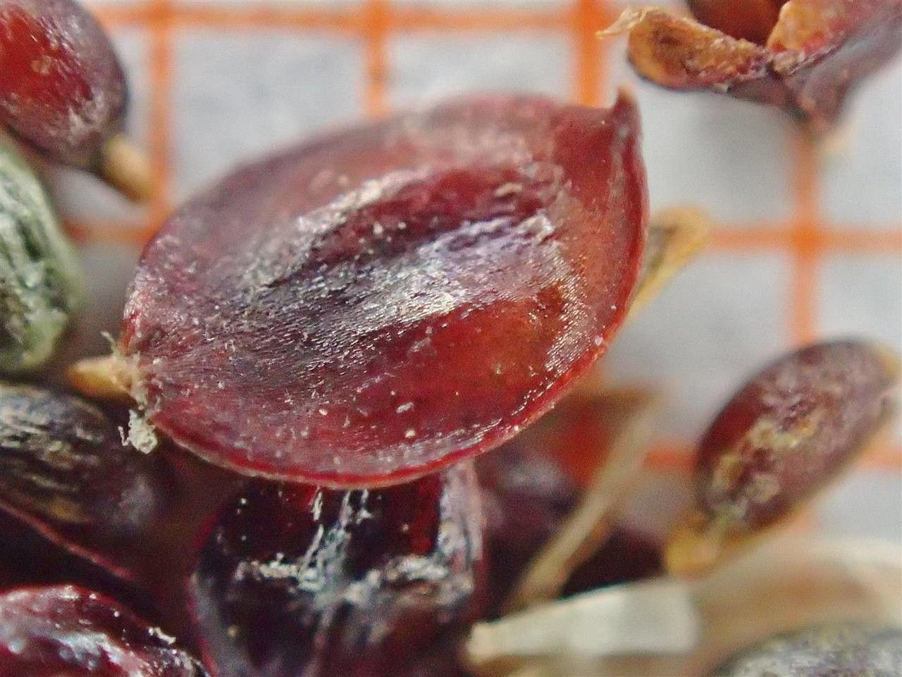 Luzula luzuloides fruit