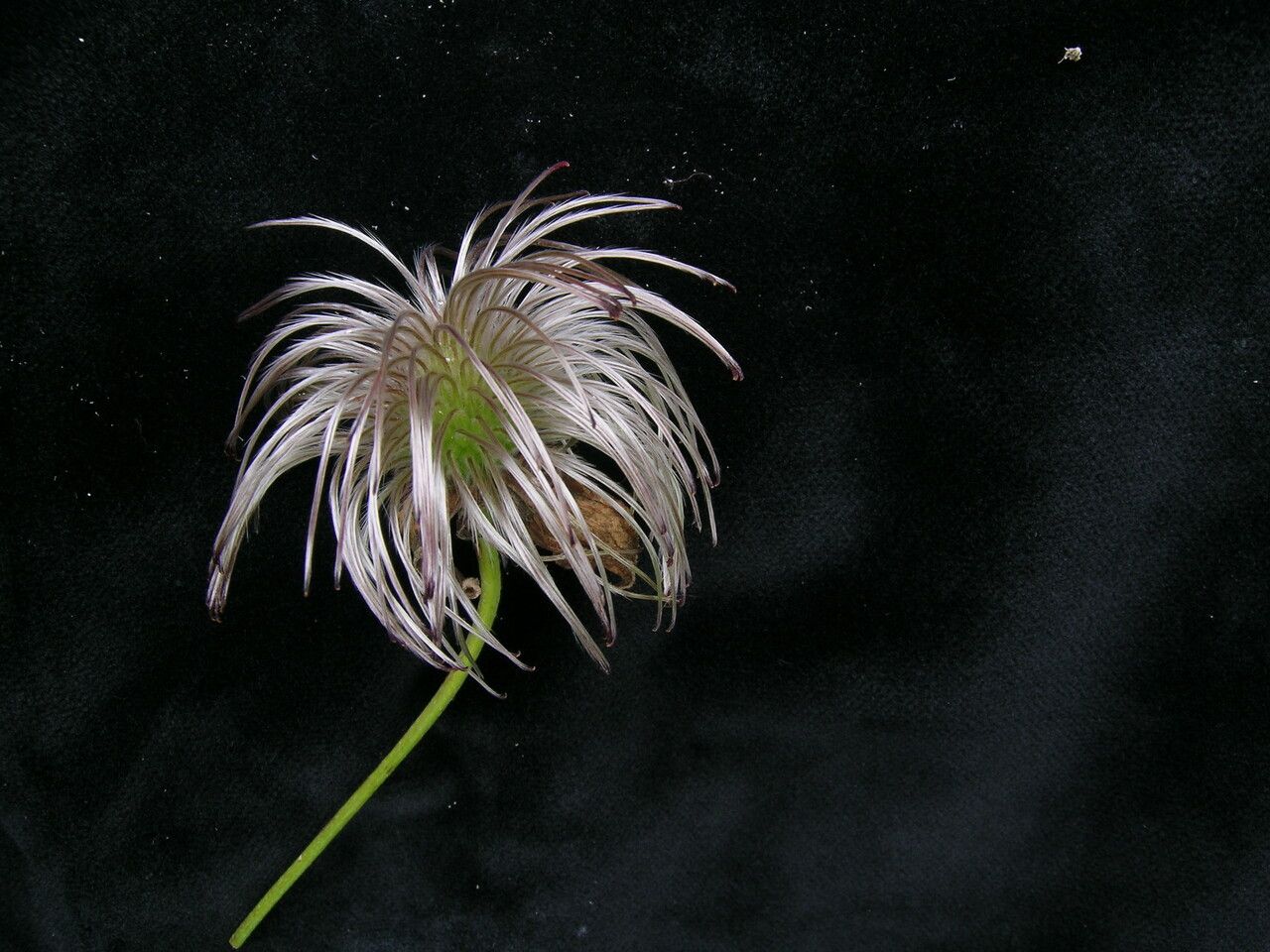Clematis brevipes habit