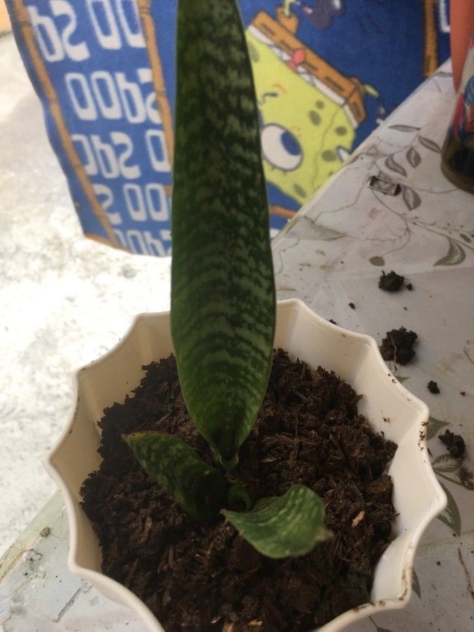 Dracaena zebra flower