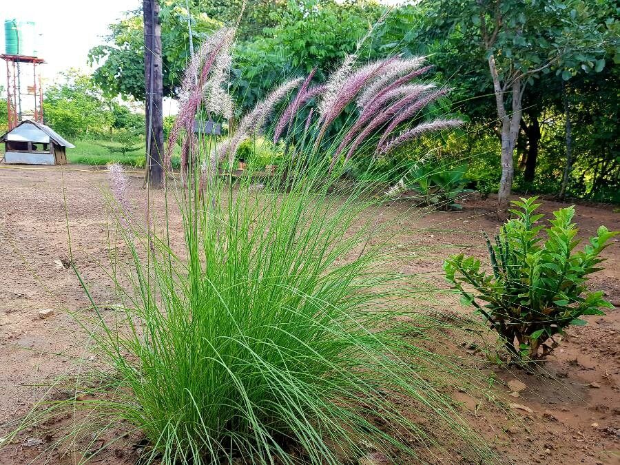 Pennisetum pedicellatum — search result for 'Pennisetum'