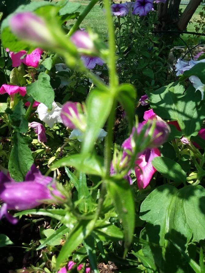 Penstemon cobaea leaf