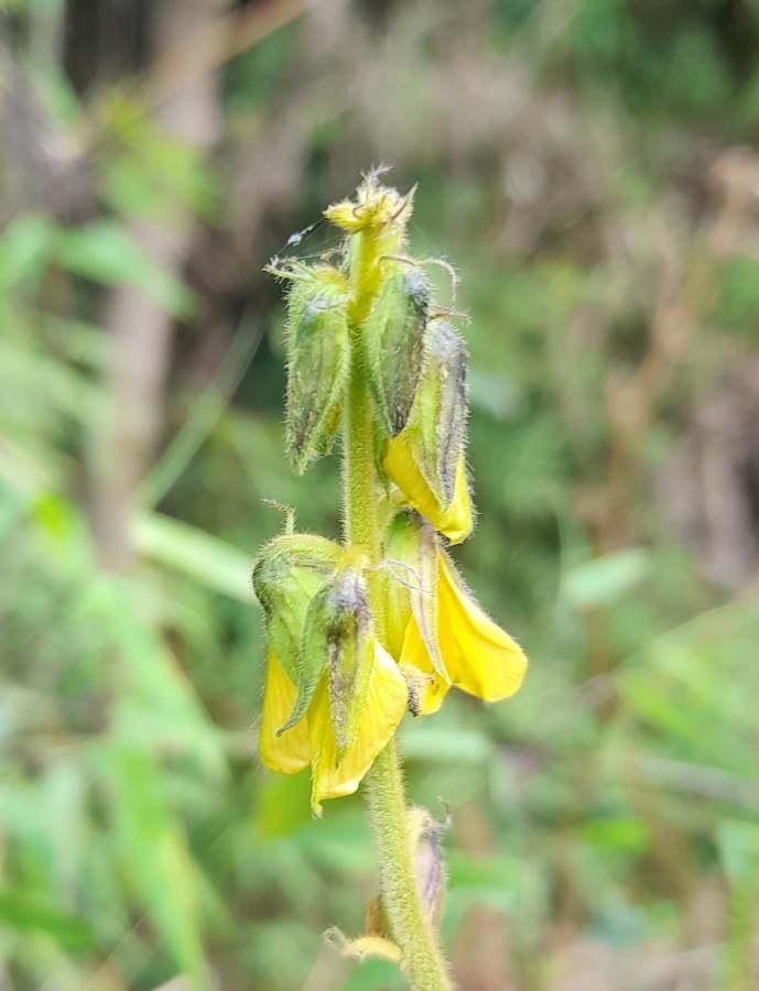 Crotalaria incana flower