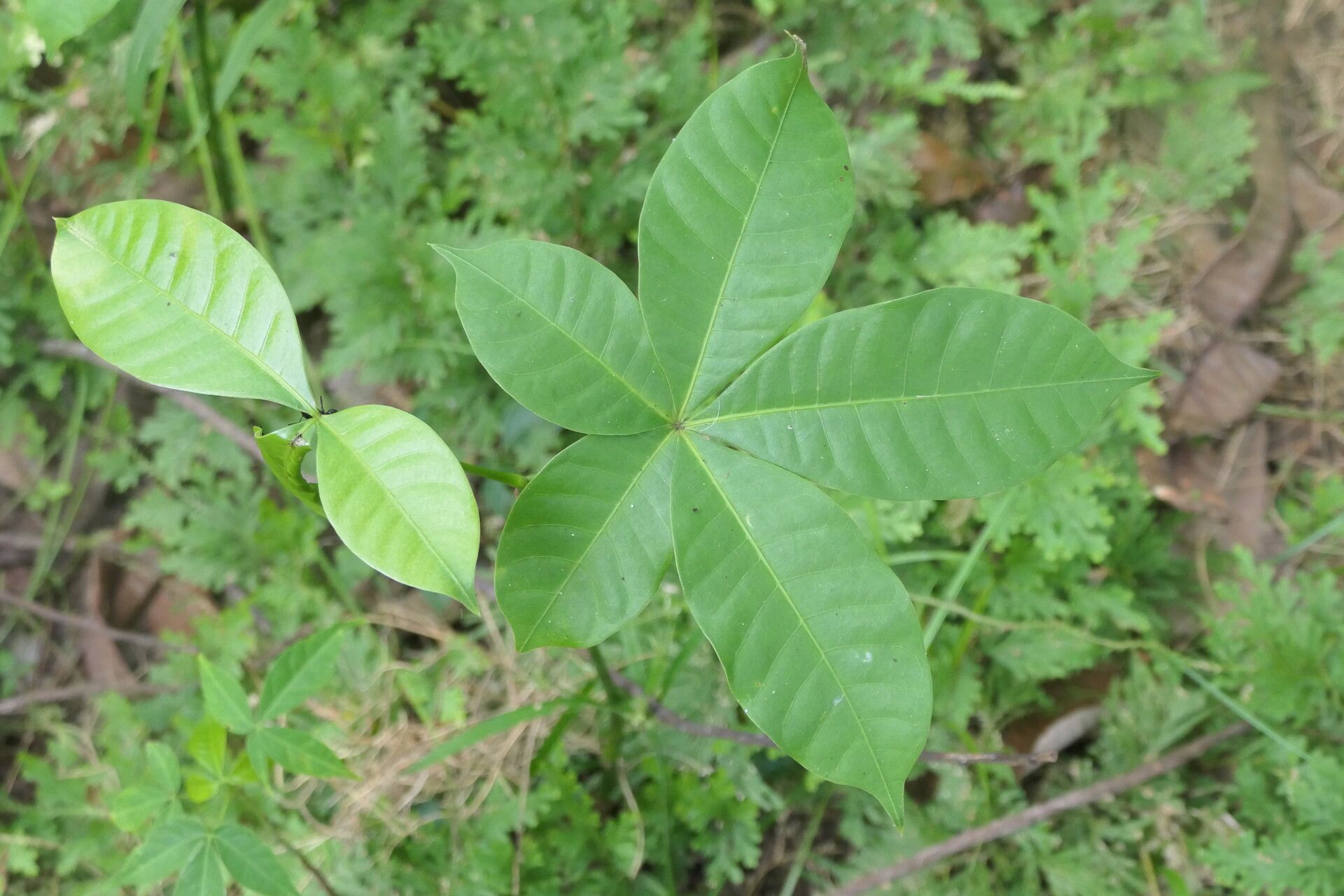 Vitex pseudolea — search result for 'Vitex'
