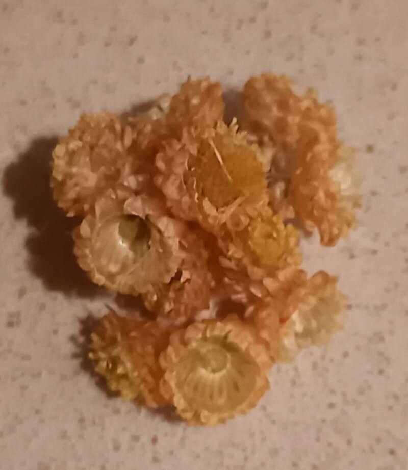 Helichrysum armenium fruit