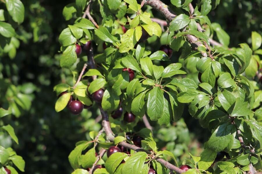 Prunus insititia — houseplant care guide