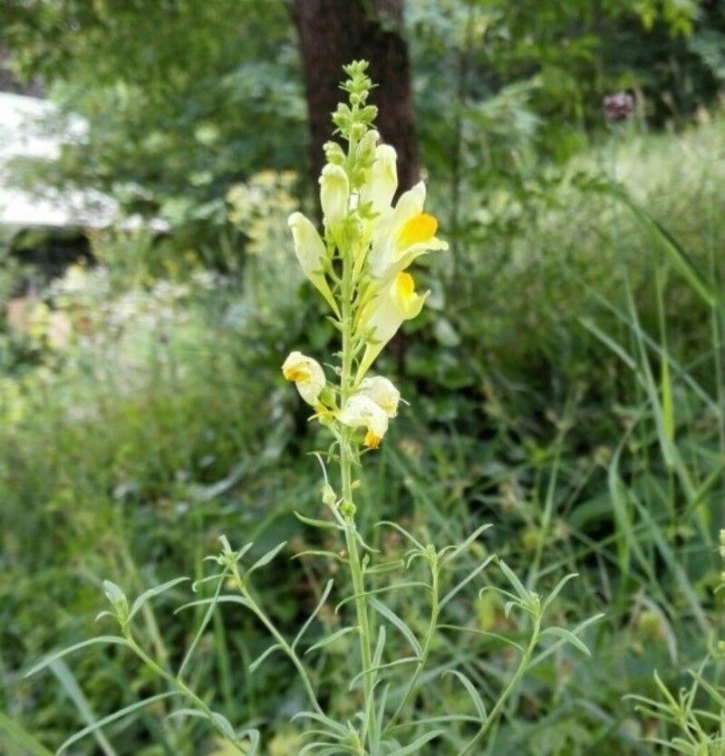 Linaria simplex flower