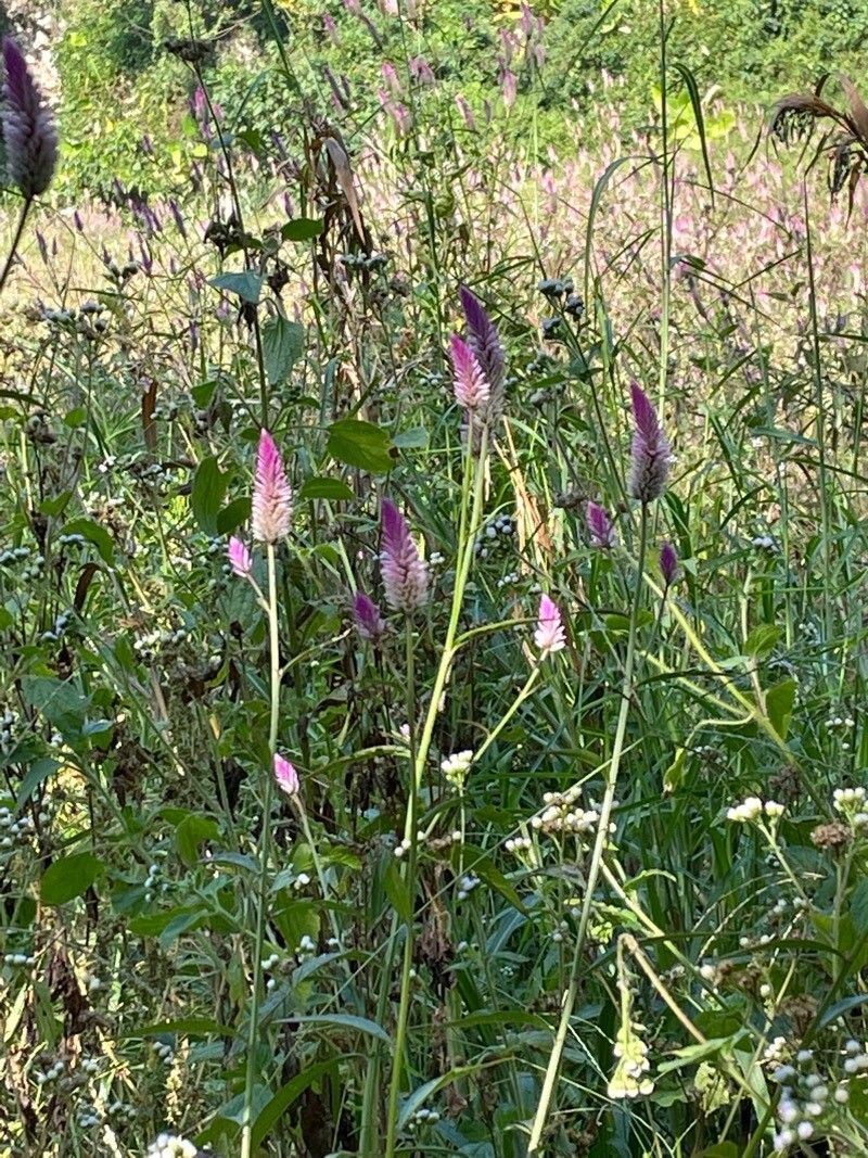 Deeringia spicata flower