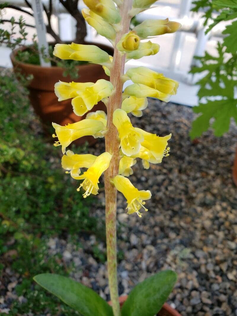 Lachenalia orchioides flower