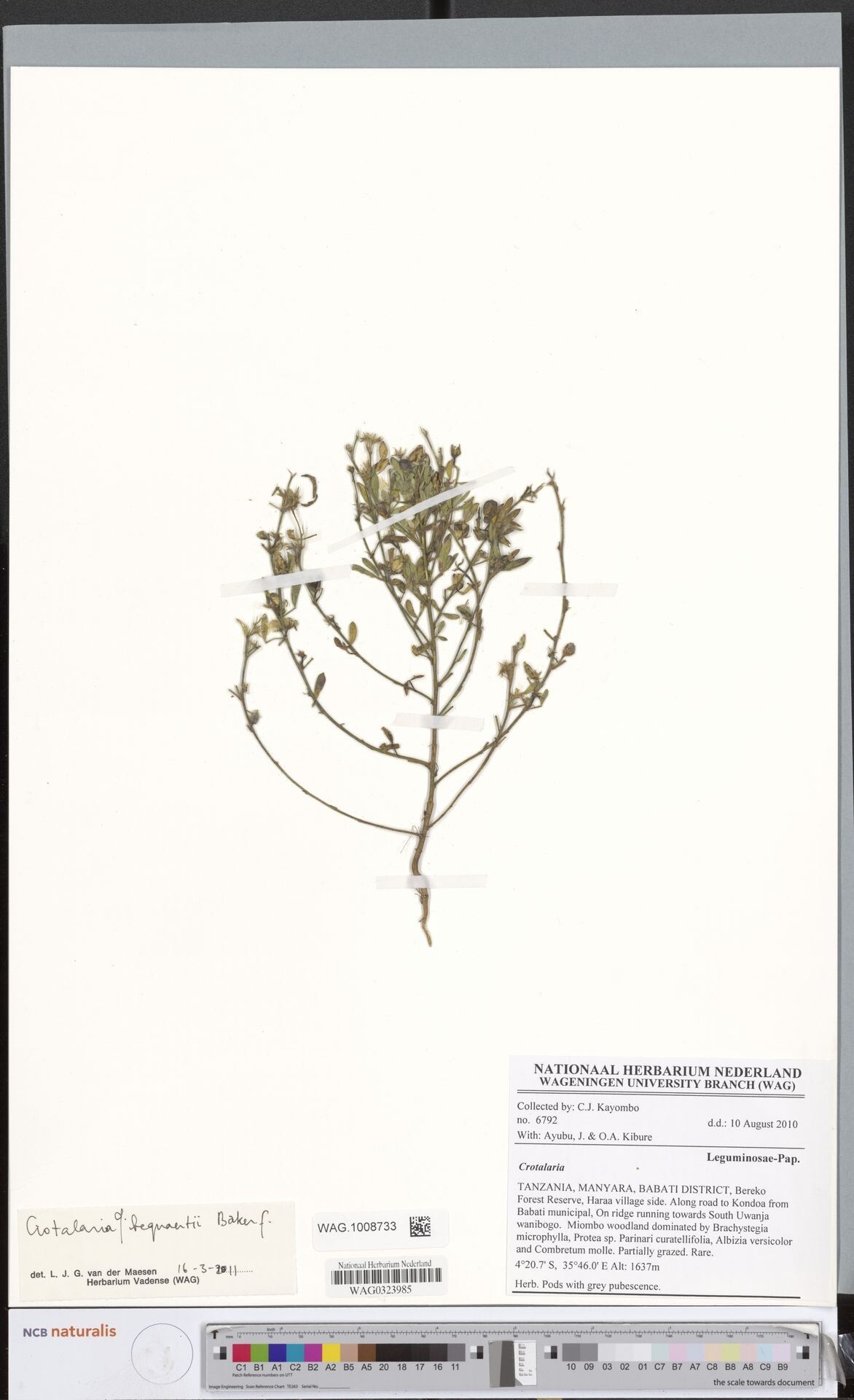 Crotalaria bequaertii — houseplant care guide