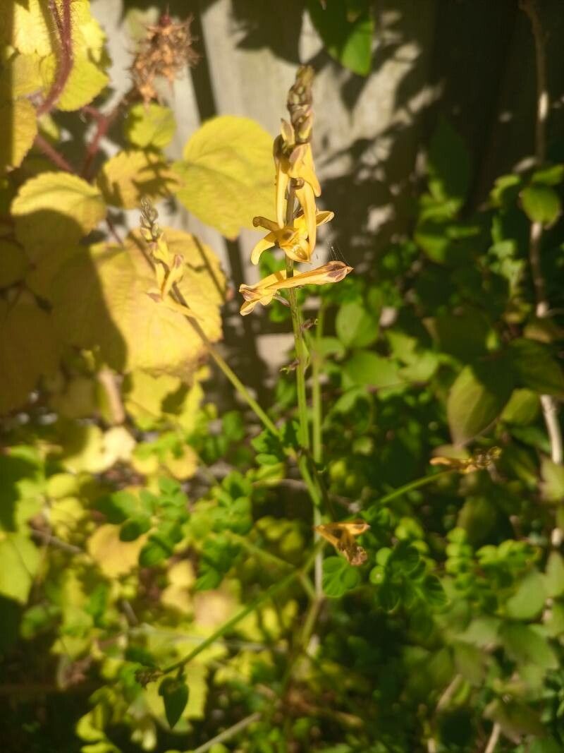 Corydalis cornuta — houseplant care guide