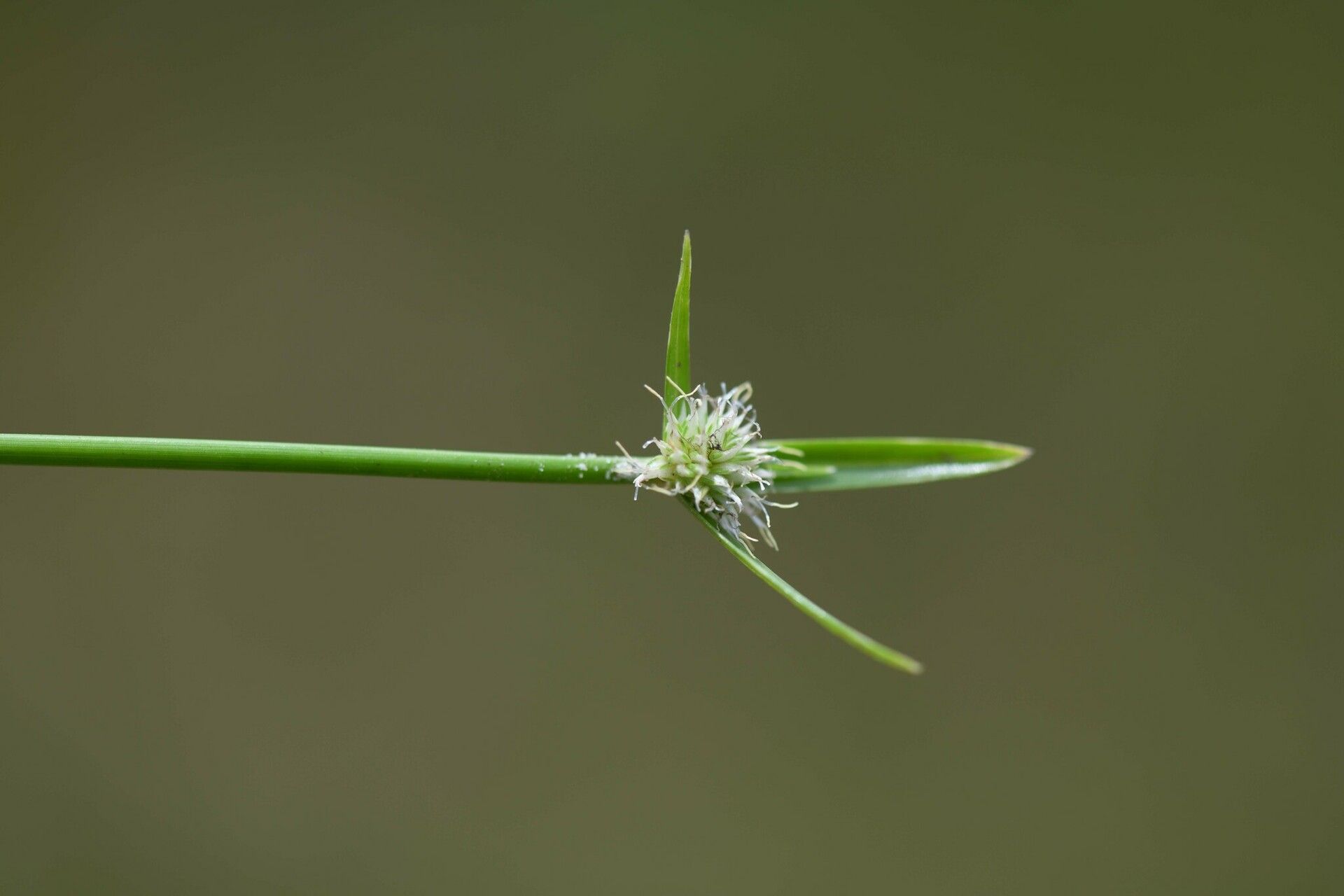 Cyperus obtusatus — houseplant care guide
