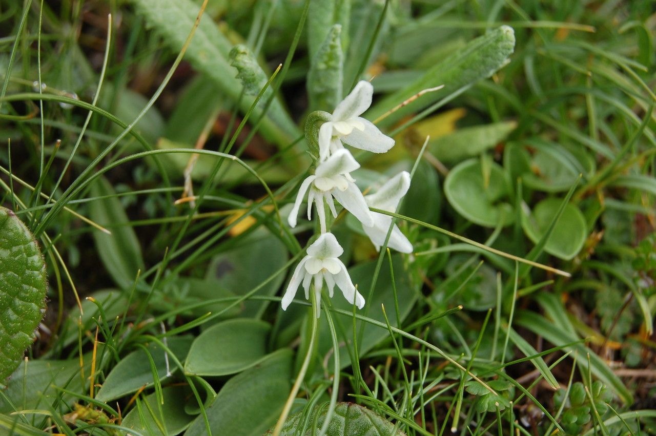 Herminium himalayanum flower