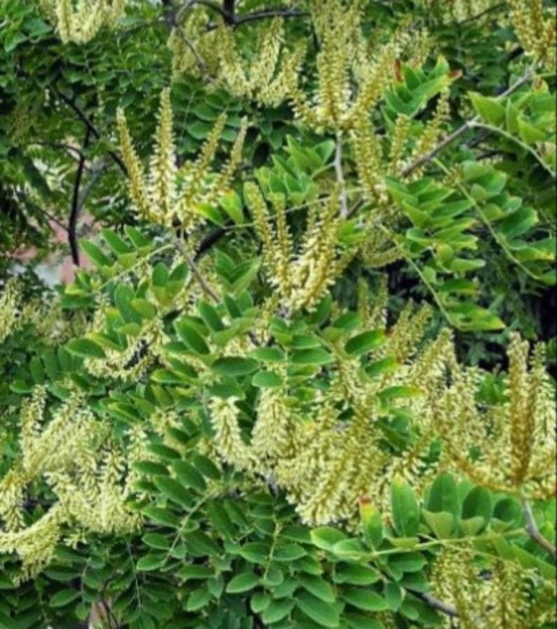 Maackia amurensis flower