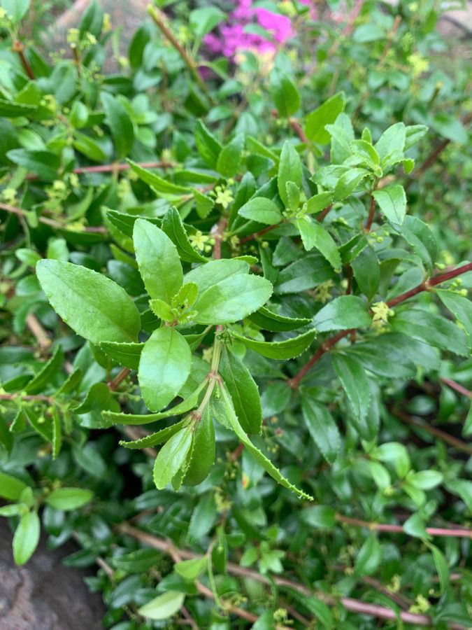 Rubia fruticosa — search result for 'Rubiaceae'