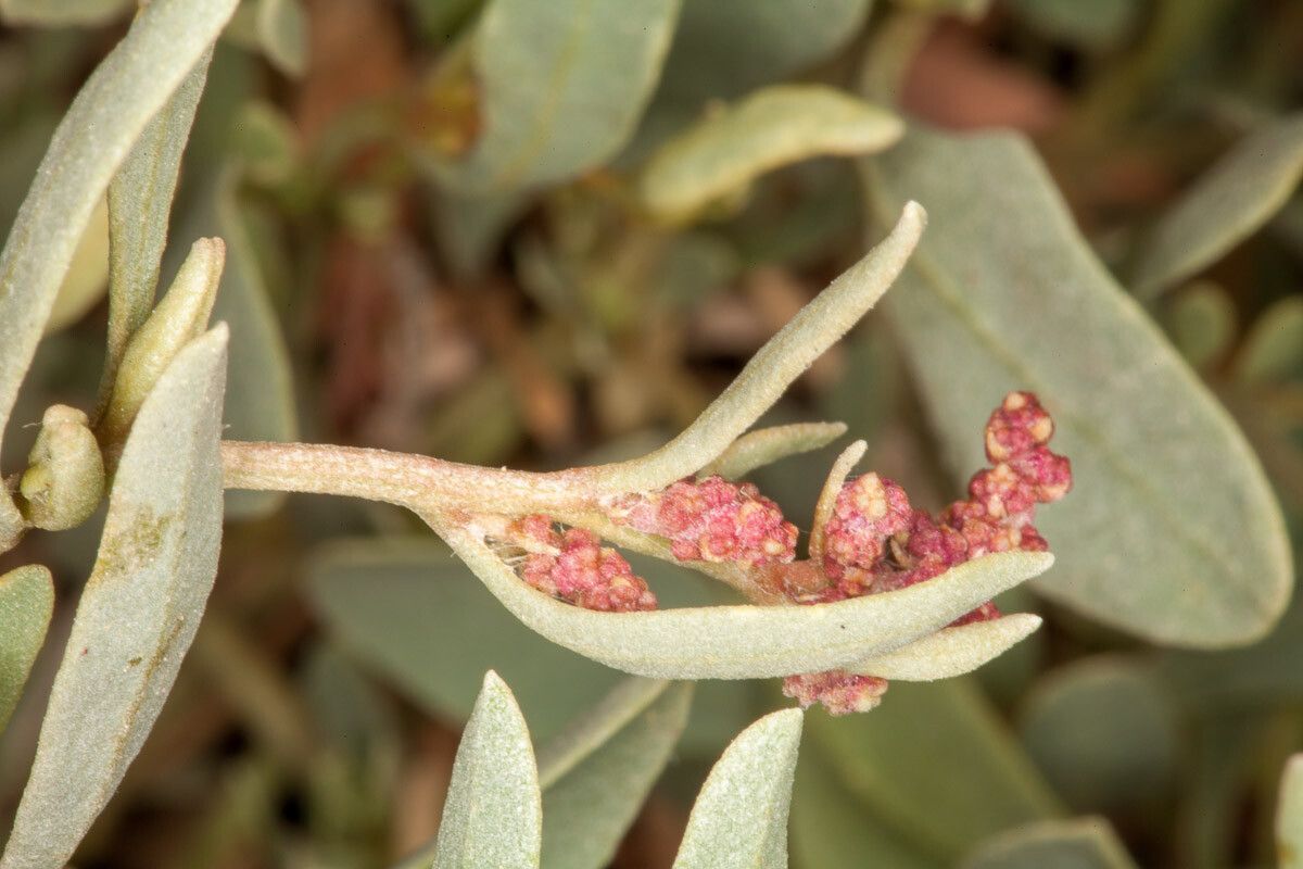 Atriplex portulacoides flower