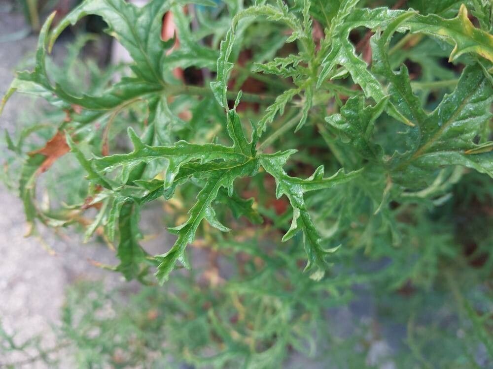 Pelargonium glutinosum — houseplant care guide