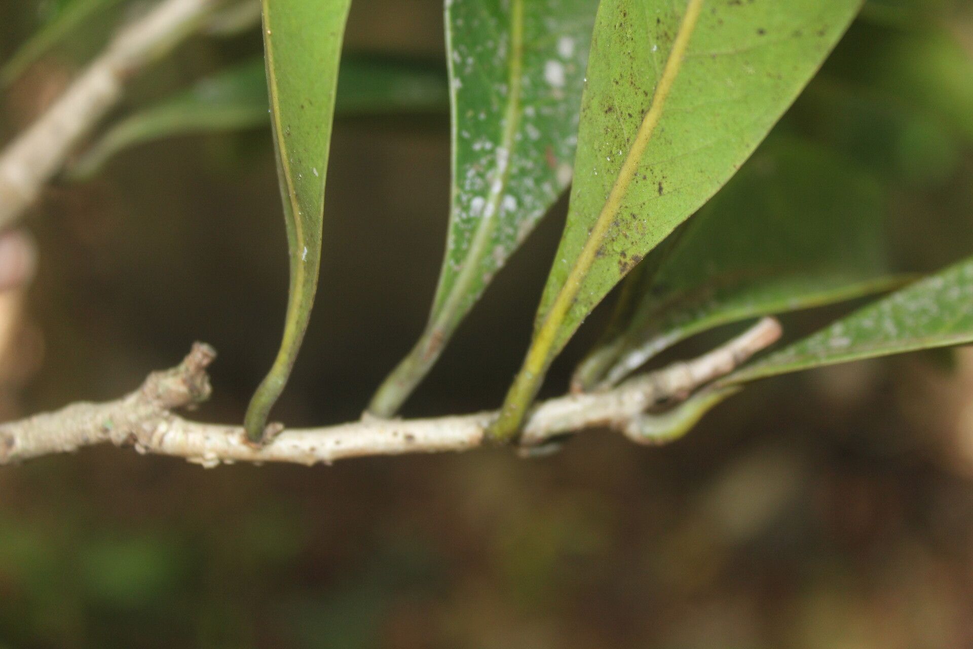 Nectandra turbacensis bark