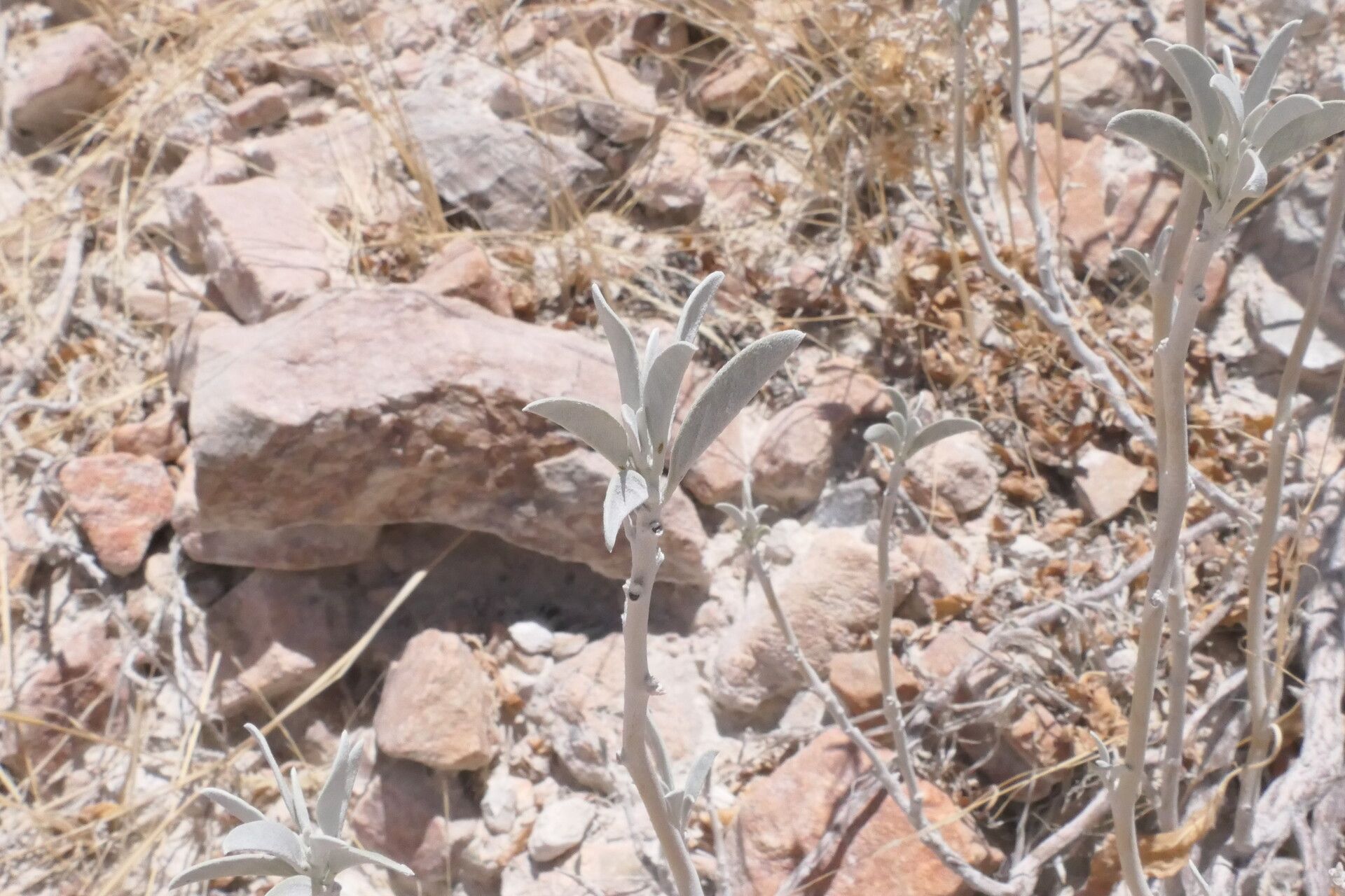 Ipomoea adenioides leaf