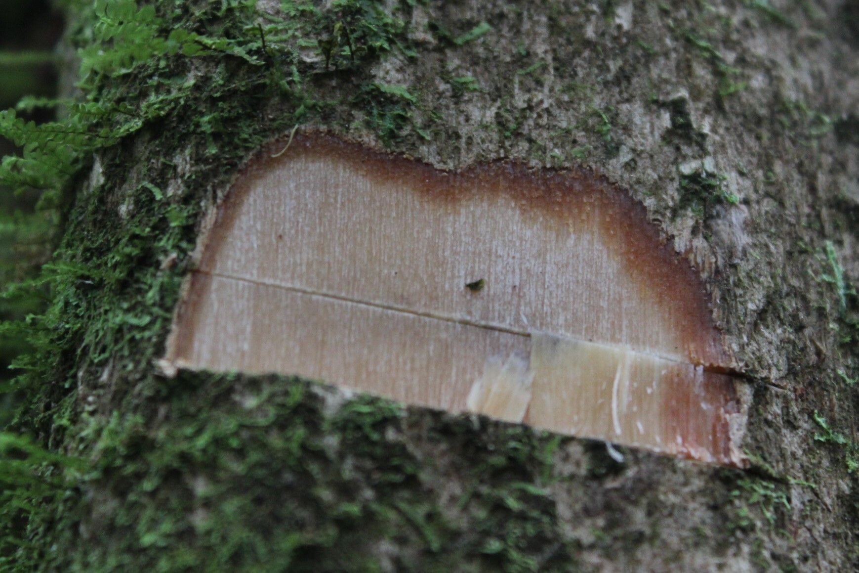 Antidesma vogelianum bark