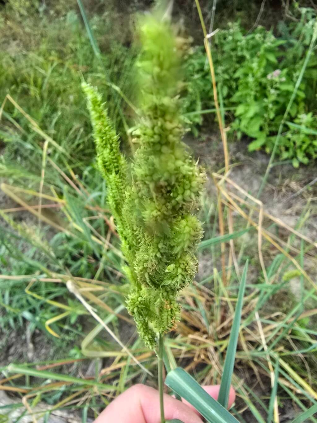 Echinochloa crus-pavonis flower