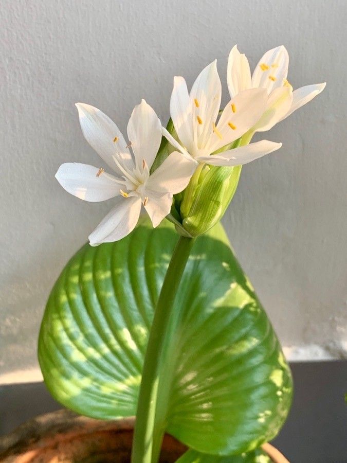 Proiphys amboinensis flower