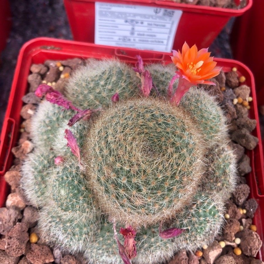 Rebutia heliosa leaf