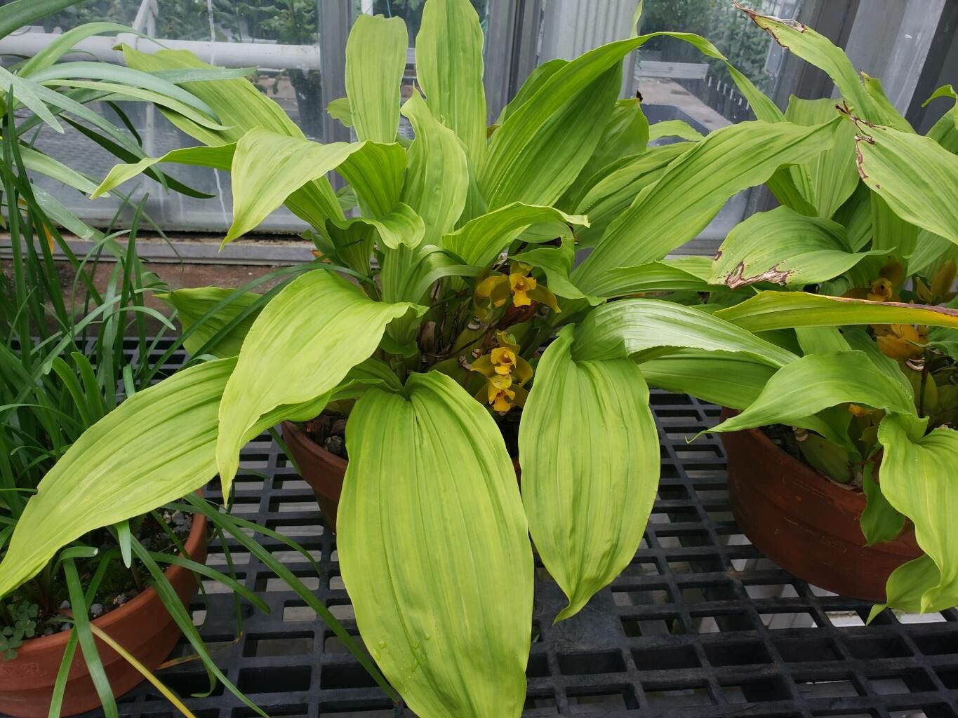 Lycaste schilleriana habit