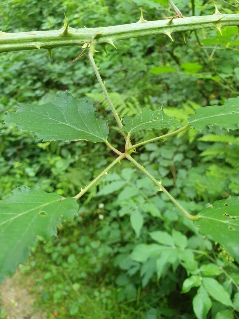 Rubus winteri leaf