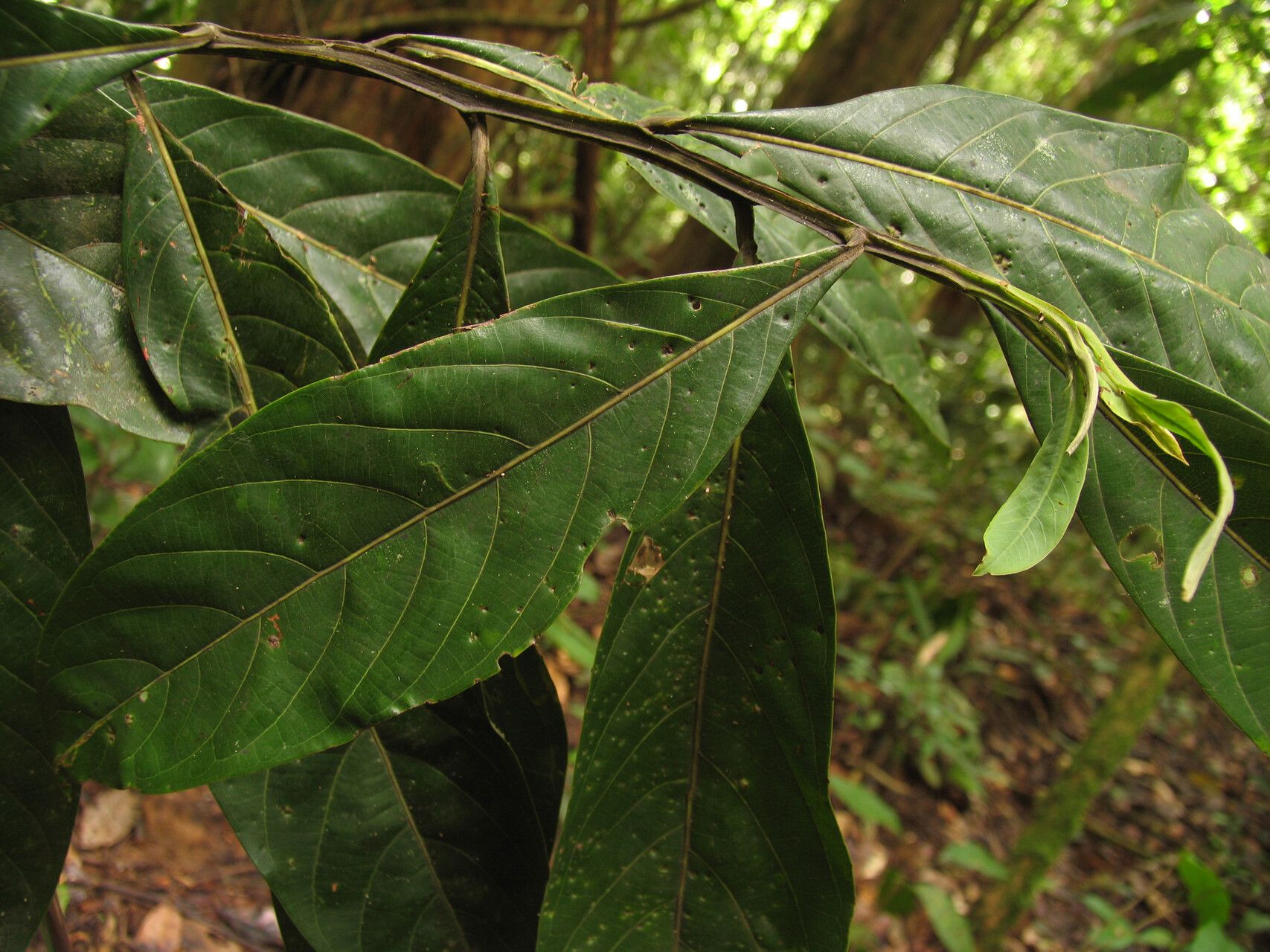 Ocotea aurantiodora — houseplant care guide