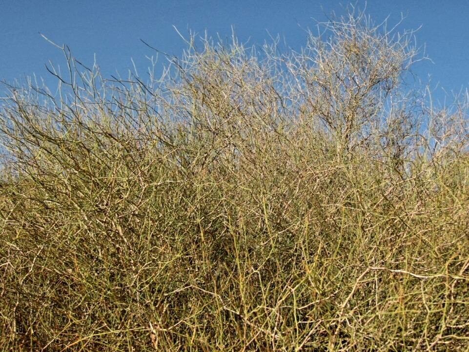 Ochradenus baccatus — houseplant care guide