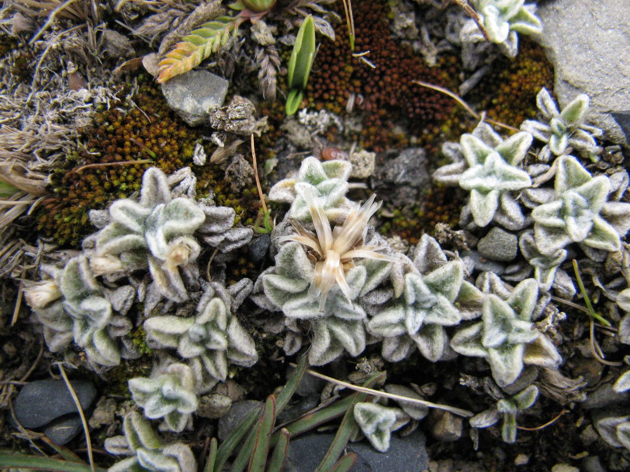 Belloa schultzii habit