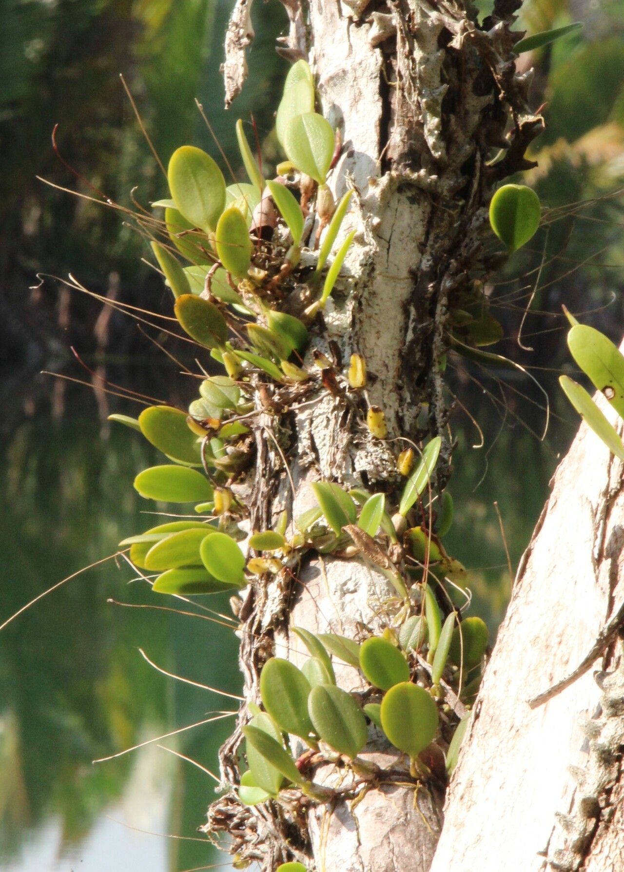 Bulbophyllum contortisepalum — houseplant care guide