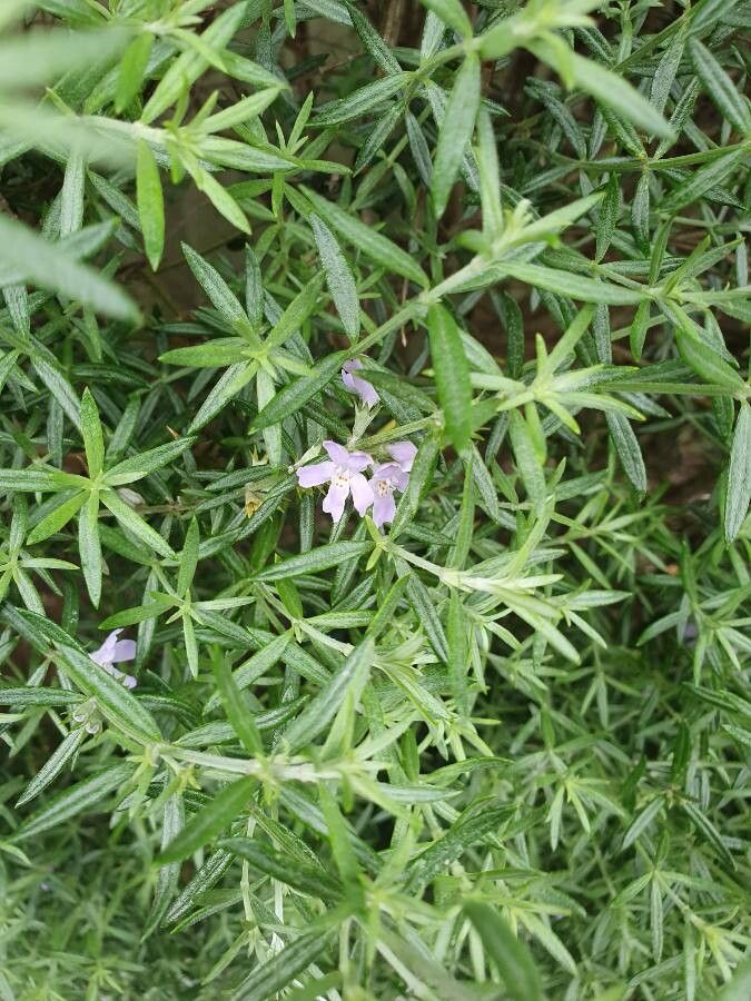 Westringia eremicola leaf