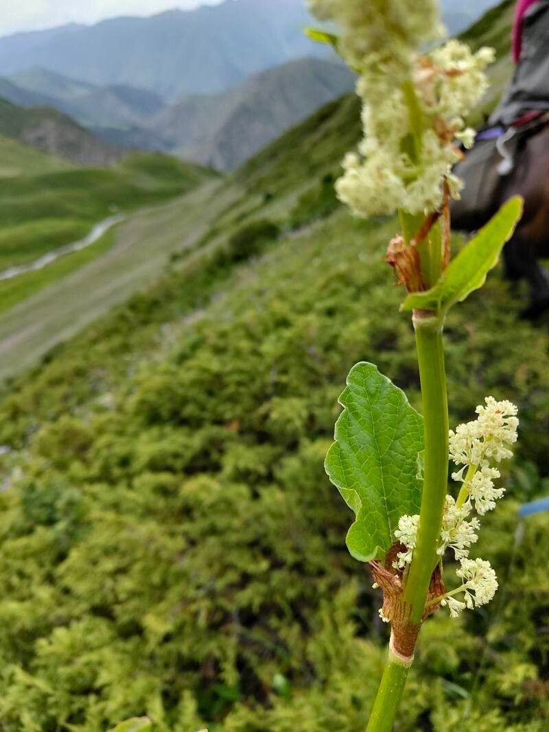 Rheum compactum leaf