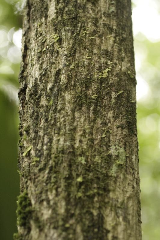 Duguetia surinamensis bark