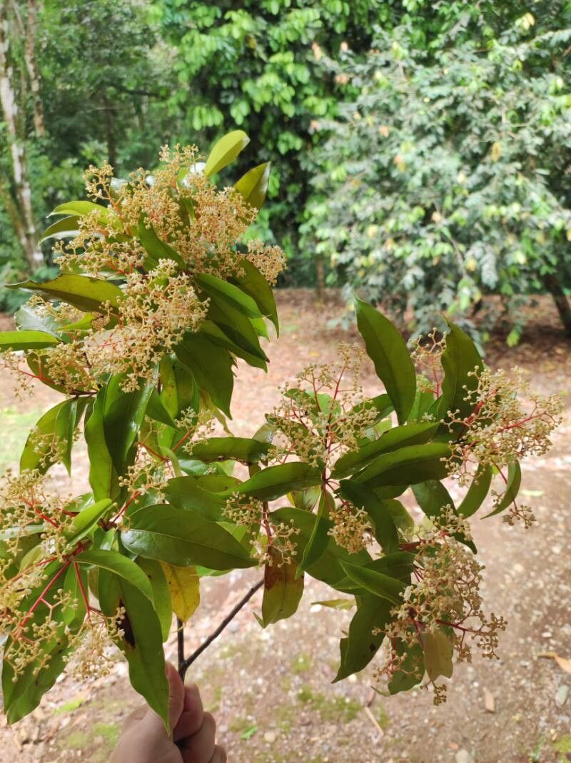 Damburneya umbrosa flower