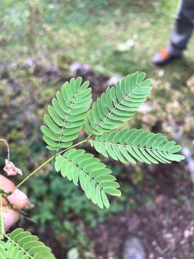 Desmanthus virgatus — search result for 'Acacia'