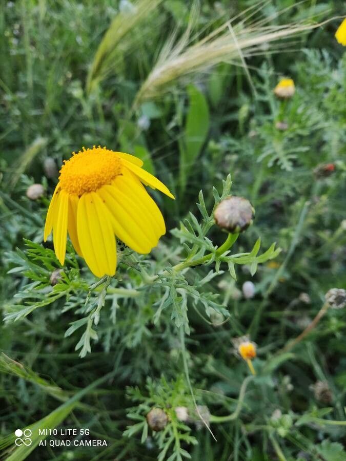 Chrysanthemum coronarium flower