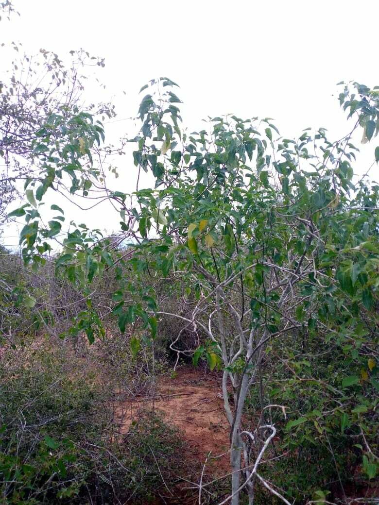 Plukenetia decidua habit