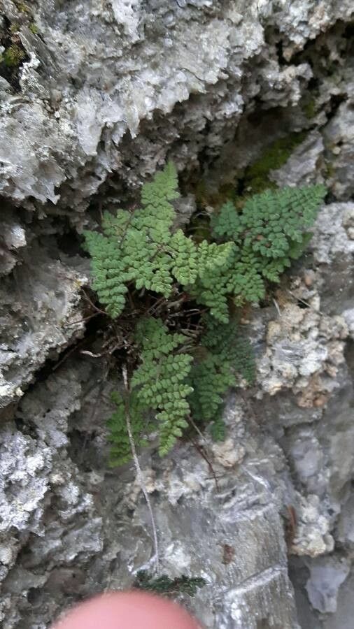 Cheilanthes persica leaf